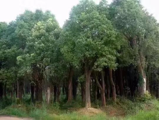 1616989197717673.jpg 1616989197717673.jpg